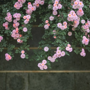 ���µ��˴��к� �M���NޱһԺ��