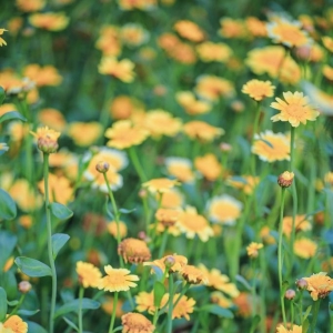 APP����Ȧ���]����ĩ�ĳ� �l�gҰȤ