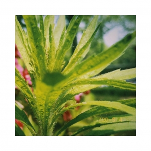 ��ɽ���Ļ��_�� �W�ѳ�����ӛ�zӰ��