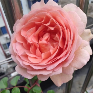 ���]���W�Ѽҵ��¼����_����