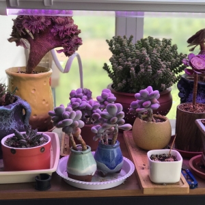 �W�ѷ����������B�o��3��Ķ���