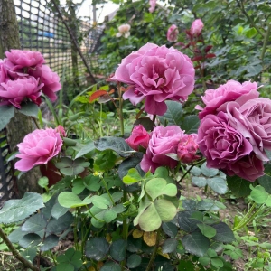 ��ĩ�ĳ� �o�@Щ�������x������Ӱ