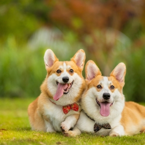 �ɕ����c�����h�ƶ���Ű�����﷨ ����ô����