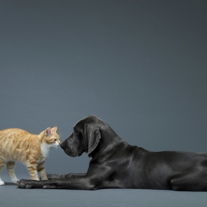 ���h�ƶ����ɽ�Ű��ʳ؈�� ����ô����