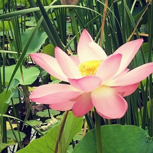 ������ǝM�صĺɻ� ���c�s�Q