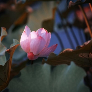 �Sɽ�����@�S�ģ�ӳ�պɻ��e�Ӽt