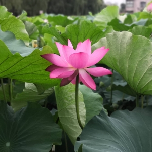 APP�W�ѷ���Ȧ�S�� �ɻ��u�_��δЪ