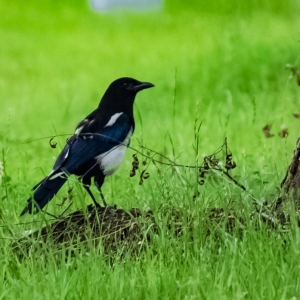 �W(w��ng)�є�ɽ�����B(t��i)���^�Ĕz ���c��Ȼ����Ǣ