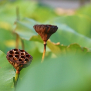 �zӰ���������ĩ����Ĕ�ɽ��ɏ��