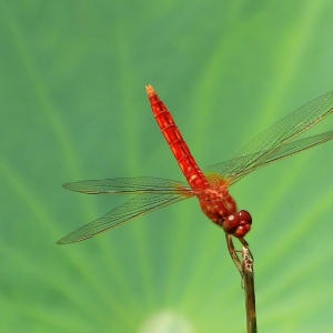 �W�ѷ���Ȥζ���D�����ё��