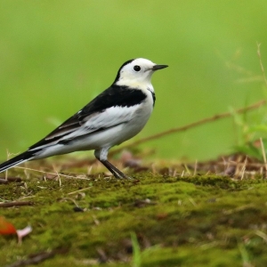 �B�Q������ ����ɽ����