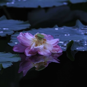 APP���x�DƬ��������ɽ����� ��������