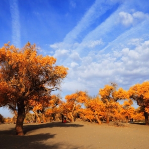 �W(w��ng)�Ѿ��x�zӰ�� �Дz�q����Ҋ����