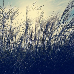 �W���S���Ĕz ��ꎽ���������