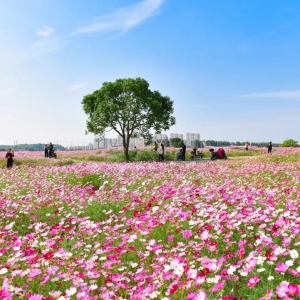 ����˼��T�ڵĻ��� ��֪���᣿