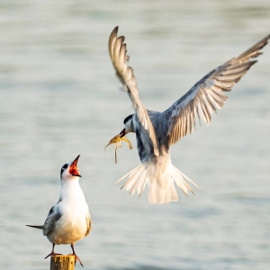 �zӰ��W�єz����횸��t ����һ�����