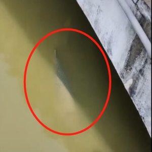 �@�����@�����@�F���͡�ʳ��ˮ�֡�