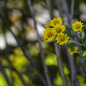 �W�є�ɽ���S�ģ�����u��΢�L��