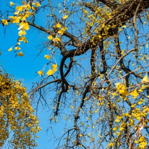 ���g370���� ���Ҹ��p�����y�Ә�