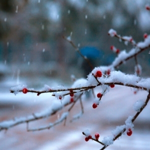 ���ׂ������{ɫ�A�������ӭ����ѩ