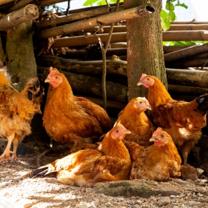 �q���q���q��һ���·��ɱ�