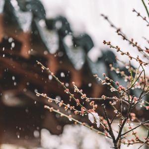 �o�a�ڶ���ѩ�������