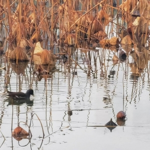 �zӰ��W���S�ģ���ɽ���Ķ���