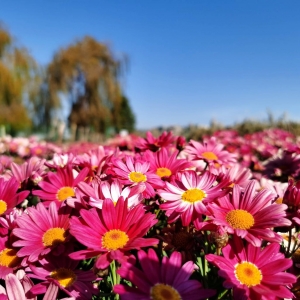 �����ٝ�ع��@  ι���������t���t