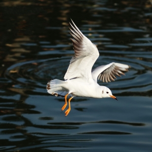 �W(w��ng)���w�B�،��Ĕz �ؽ����^���ļt���t