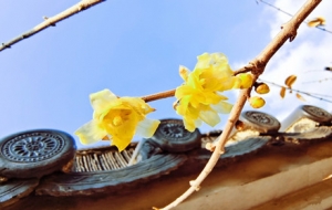 �d�����@����D÷��������