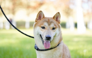 ���£�������߷�Ҏ�����T�޹�Ҫ���K