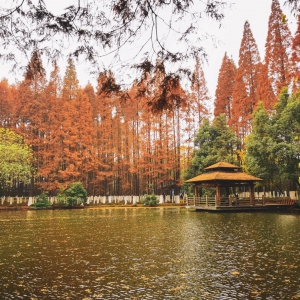 APP���x�DƬ��������׽����Ĝ���