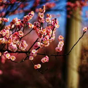 �zӰ��W(w��ng)�ь�(sh��)�ģ�������p÷�ĺÕr(sh��)��(ji��)