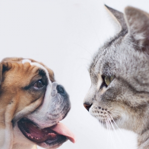 Ű�������?q��)��{���ΰ�����̎�P�� ����ô����