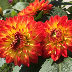 �������ӳ������p��ꎴ��������