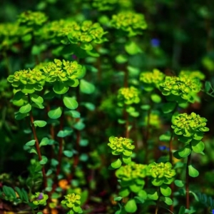 ���L���^������ Ҳ�й��򵽲˻�