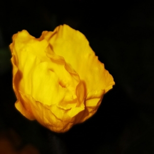 �W��ҹ���S�ģ���ů���_�滨�`��