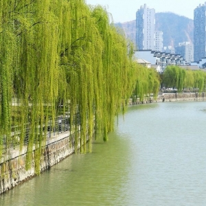 �W���R�^�µĔ�ɽ�³ǣ��������� ֦ѿ�`��