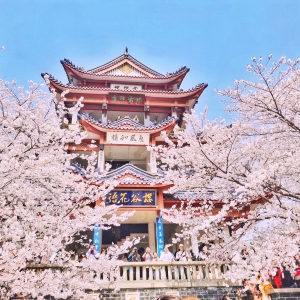 APP���x�DƬ��������ɽ��Ұ�Ĵ�����ٛ�c��