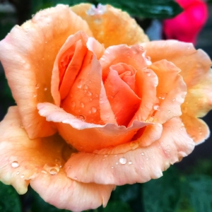 �W(w��ng)���Ĕz����ɽ·ż������¼�