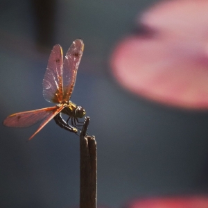 �S���ģ���ɽ���ļt�����c��ɏ