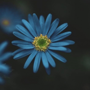 APP�W���S�ģ�С�M�ѝM ����δ��