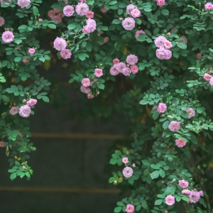 APP���x�DƬ�������ļ���ʼ �������S