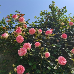 APP���x�DƬ������������Lһ���ܴ��ߺܶ಻���