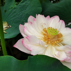 �W��APP�S�ģ��c����� ���պɻ�