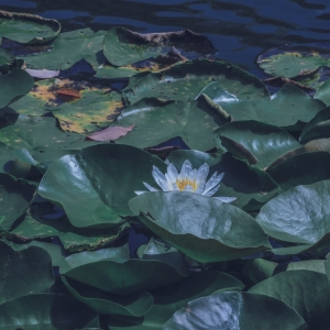 APP�W�ѷ���Ȧ�S�ģ����_���� �@ָ���A