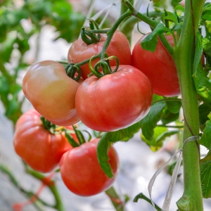 ��ʲô���t���Բ���С�r���ζ���ˣ�