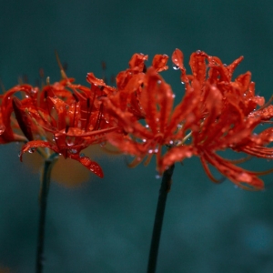 APP�W���S�ģ��˰����_��Ҋ�~