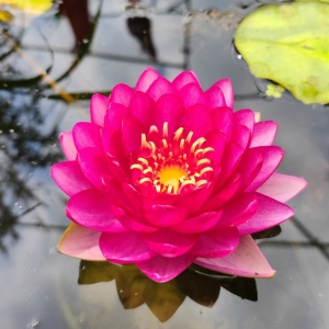 �W���S�ģ������˯ɏ ���_ʼ����