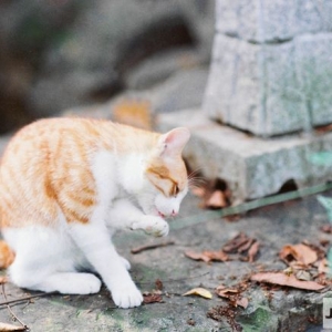 ���Ͼ�ɽ���@ ż�����ȿɐ�(��i)��С��؈